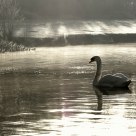Swan on Frosty Morning
